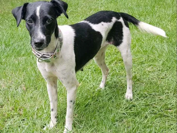 Cachorro ra a SRD idade 1 ano nome Aurora
