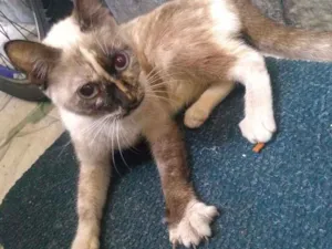 Gato raça Siamês  idade 7 a 11 meses nome Mel