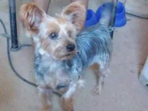 Cachorro raça Yorkshire  idade 6 ou mais anos nome Lance/Lancelot/Nino