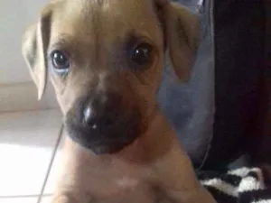 Cachorro raça Não sabemos qual é á raça  idade 2 a 6 meses nome Sem nome ainda 