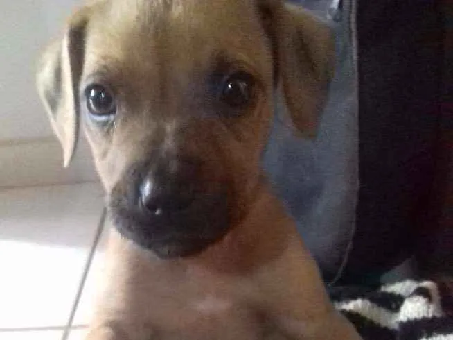 Cachorro ra a Não sabemos qual é á raça  idade 2 a 6 meses nome Sem nome ainda 