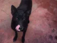 Pretinha