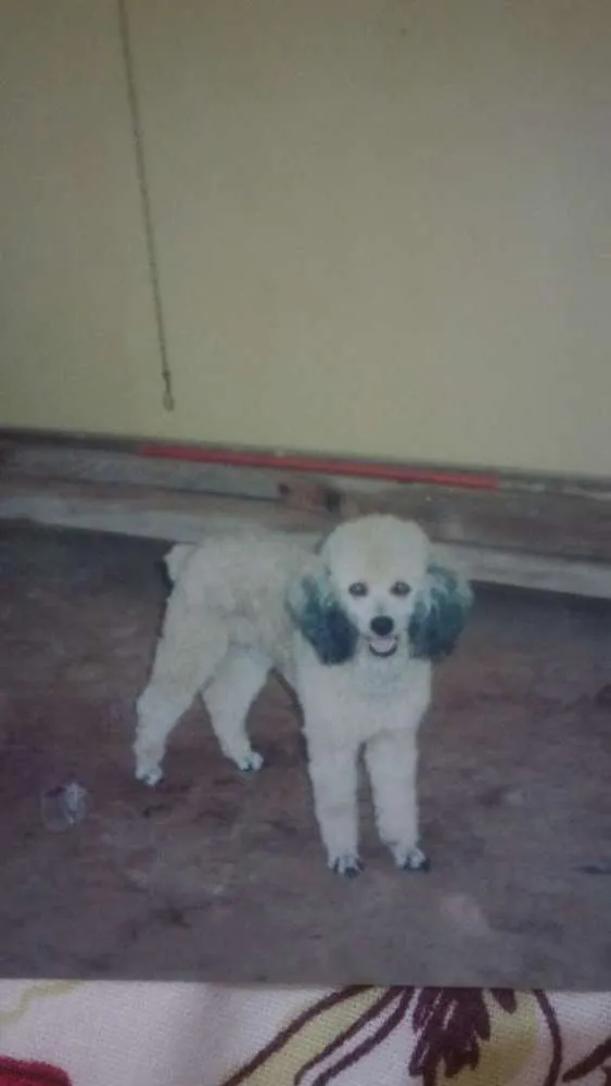 Cachorro ra a POODLE idade 6 ou mais anos nome BINGO