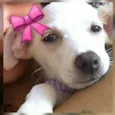 Amora