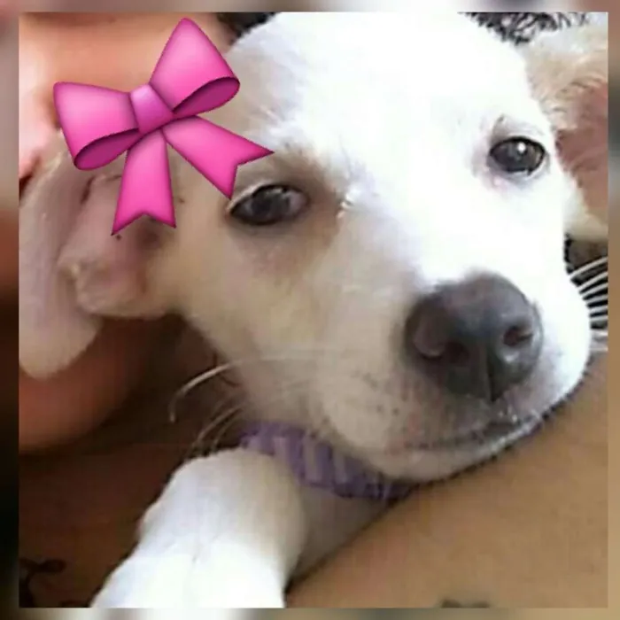 Cachorro ra a Vira-lata idade 2 a 6 meses nome Amora