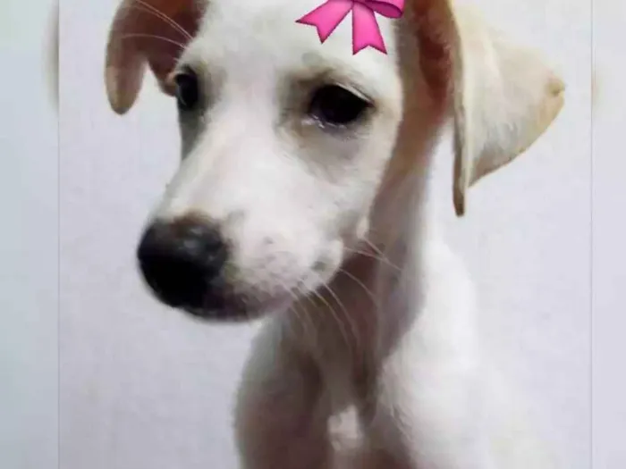 Cachorro ra a Vira-lata idade 2 a 6 meses nome Amora