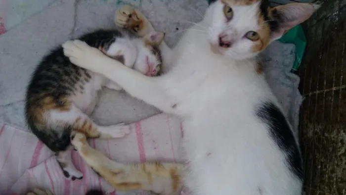 Gato ra a Vira lata idade 1 ano nome Fiona