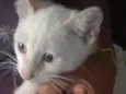 Oliver
