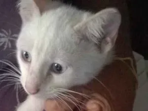 Gato raça misto com Siames idade 2 a 6 meses nome Oliver