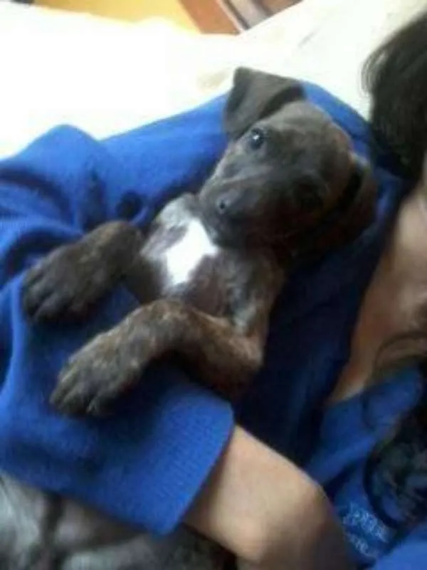 Cachorro ra a SRD idade 2 a 6 meses nome Murfhy