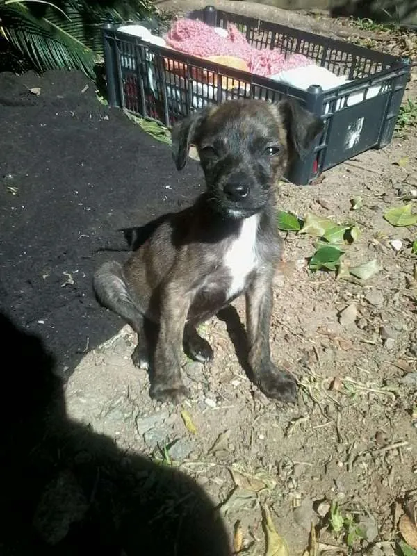 Cachorro ra a SRD idade 2 a 6 meses nome Murfhy