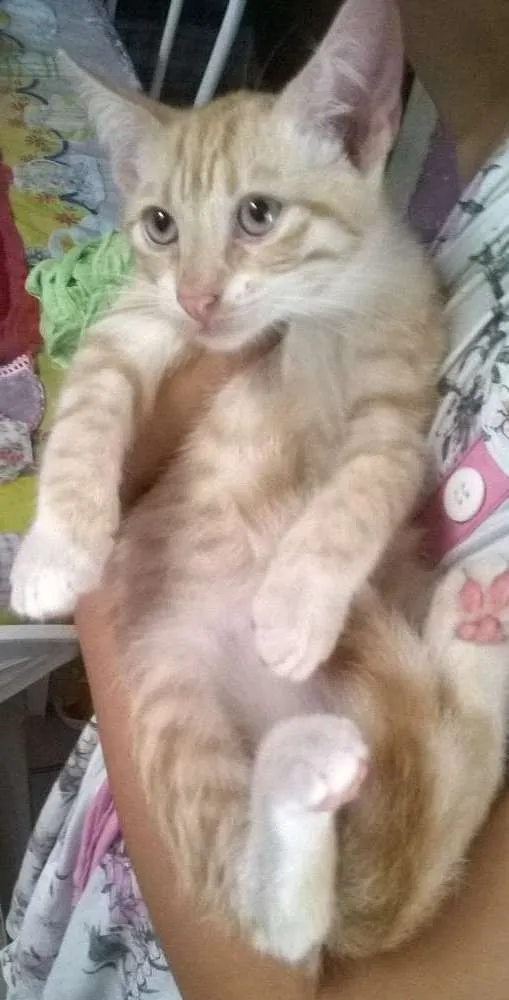 Gato raça misto com Siamês  idade 2 a 6 meses nome Jubinha
