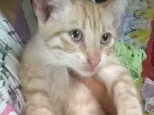 Gato raça misto com Siamês  idade 2 a 6 meses nome Jubinha