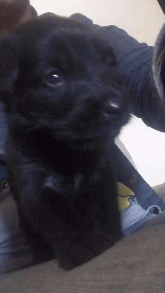 Cachorro ra a Pudor com Coke idade 2 a 6 meses nome Não tem nome