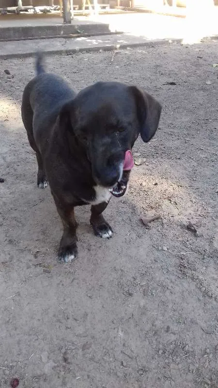 Cachorro ra a Vira lata idade 3 anos nome Nina