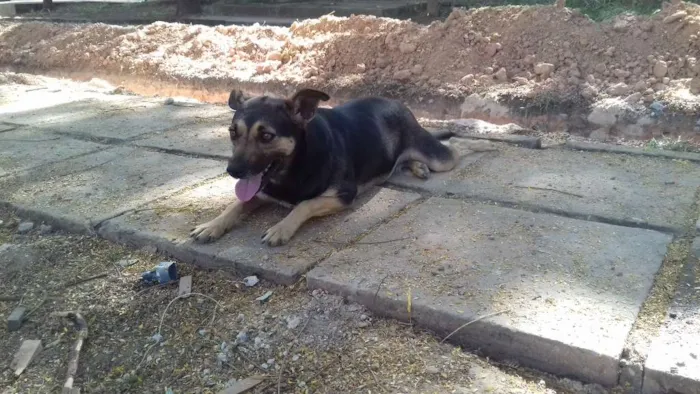 Cachorro ra a Vira lata idade  nome Kira