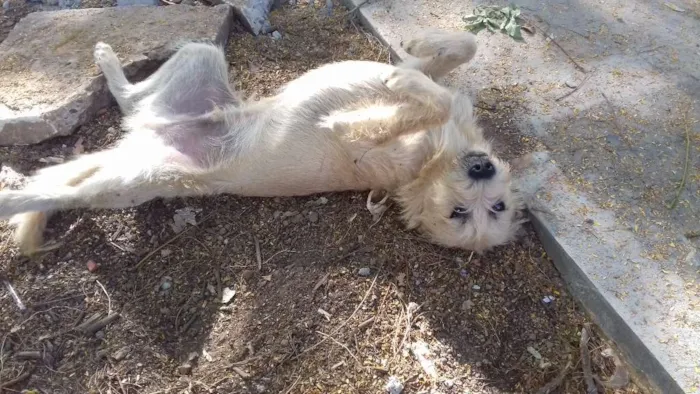 Cachorro ra a  idade 1 ano nome Bobe