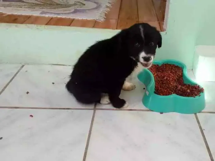 Cachorro ra a Pequeno porte idade Abaixo de 2 meses nome Bobi