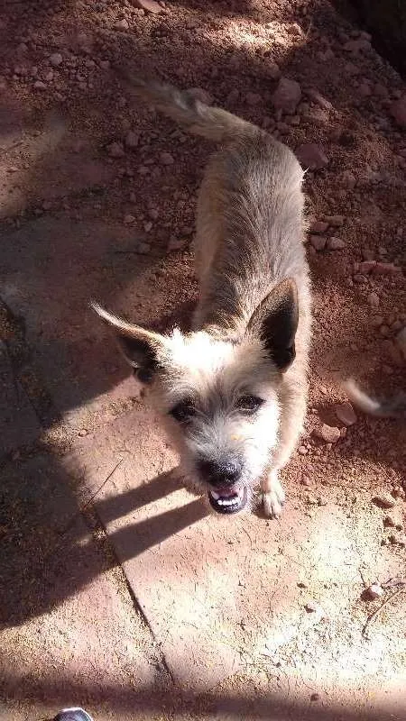 Cachorro ra a  idade 1 ano nome Esplinter