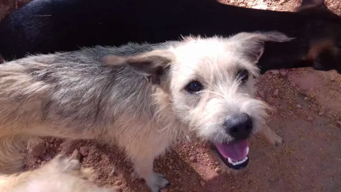 Cachorro ra a  idade 1 ano nome Bolinha