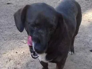 Cachorro raça Vira lata idade 3 anos nome Nina