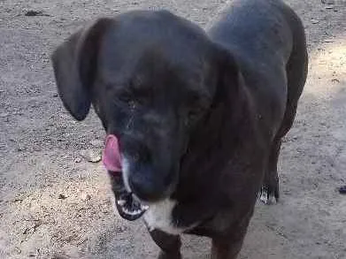 Cachorro ra a Vira lata idade 3 anos nome Nina