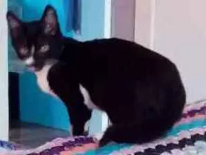 Gato raça Comum idade 2 a 6 meses nome Fredi