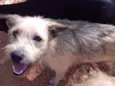 Bolinha