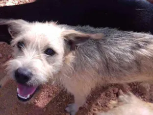 Cachorro raça  idade 1 ano nome Bolinha