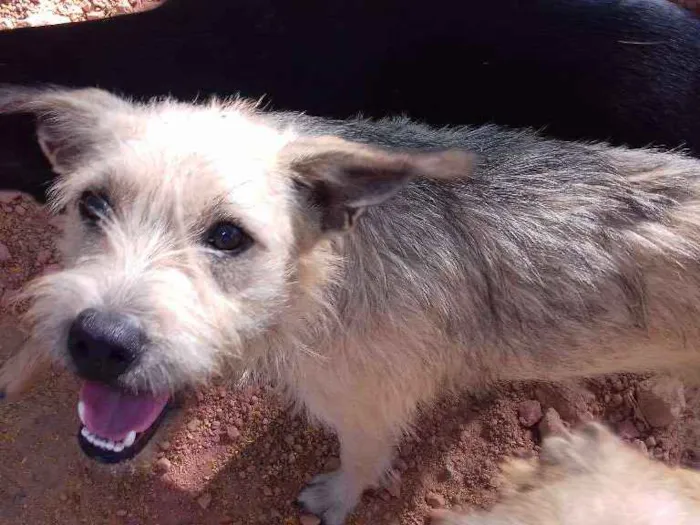 Cachorro ra a  idade 1 ano nome Bolinha