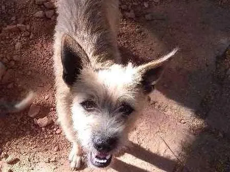 Cachorro ra a  idade 1 ano nome Esplinter