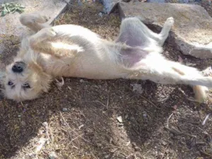 Cachorro raça  idade 1 ano nome Bobe