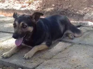 Cachorro raça Vira lata idade  nome Kira