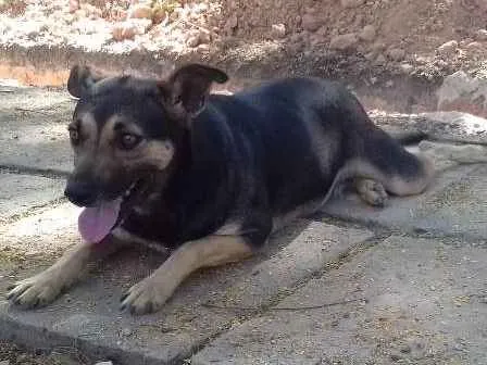 Cachorro ra a Vira lata idade  nome Kira
