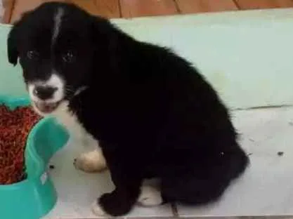 Cachorro ra a Pequeno porte idade Abaixo de 2 meses nome Bobi