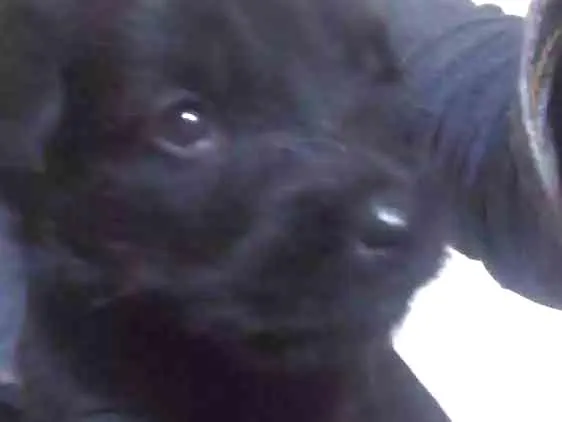 Cachorro ra a Pudor com Coke idade 2 a 6 meses nome Não tem nome