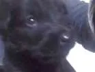Cachorro raça Pudor com Coke idade 2 a 6 meses nome Não tem nome
