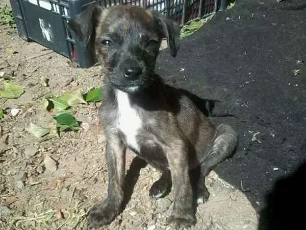 Cachorro ra a SRD idade 2 a 6 meses nome Murfhy