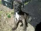 Cachorro raça SRD idade 2 a 6 meses nome Murfhy