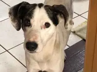 Cachorro raça Sem raça definida  idade 7 a 11 meses nome Sem nome