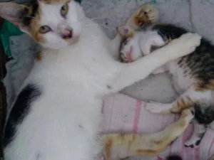 Gato raça Vira lata idade 1 ano nome Fiona