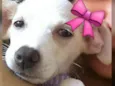Amora