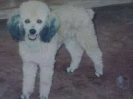 Cachorro ra a POODLE idade 6 ou mais anos nome BINGO