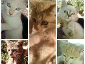 Gato raça Sem raça definida  idade 2 a 6 meses nome Sem nome definido 