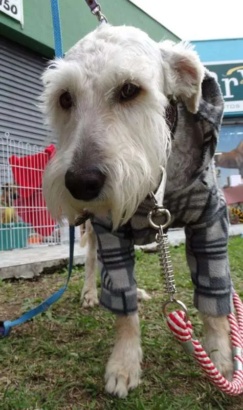 Cachorro ra a SRD idade 2 anos nome Safir