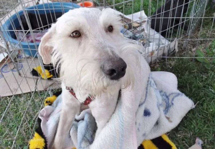 Cachorro ra a SRD idade 2 anos nome Safir