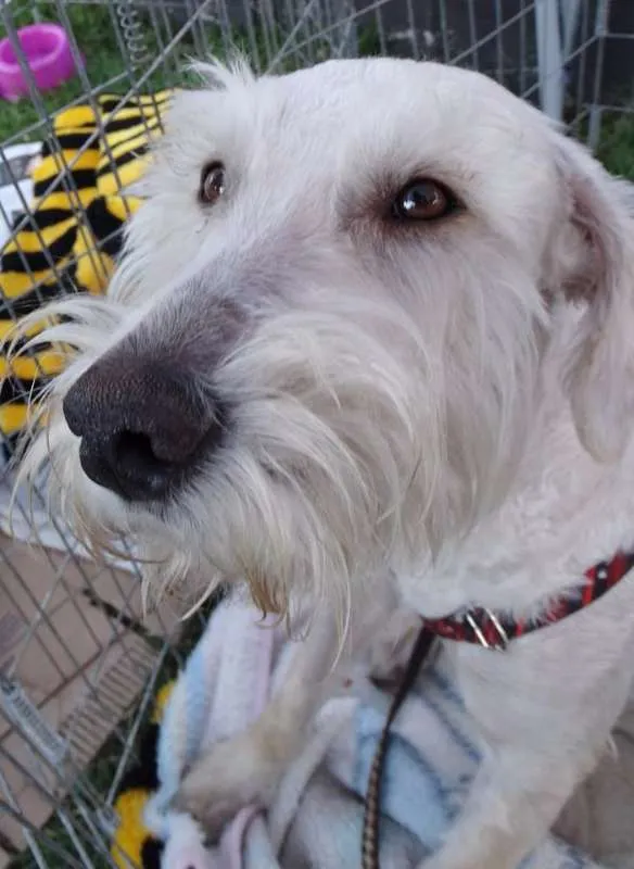 Cachorro ra a SRD idade 2 anos nome Safir