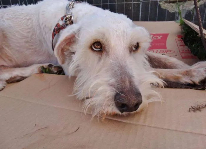 Cachorro ra a SRD idade 2 anos nome Safir