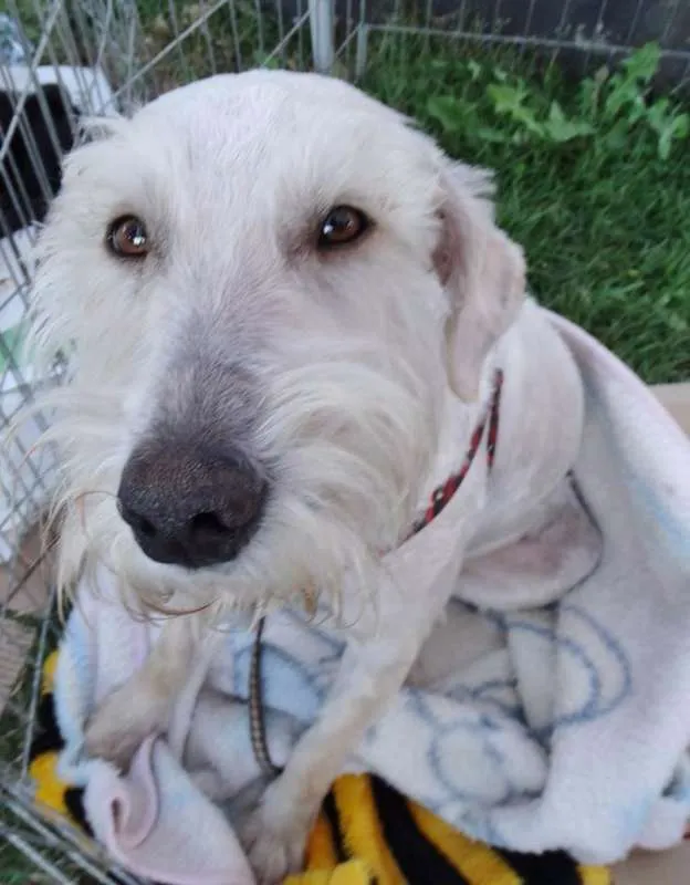 Cachorro ra a SRD idade 2 anos nome Safir