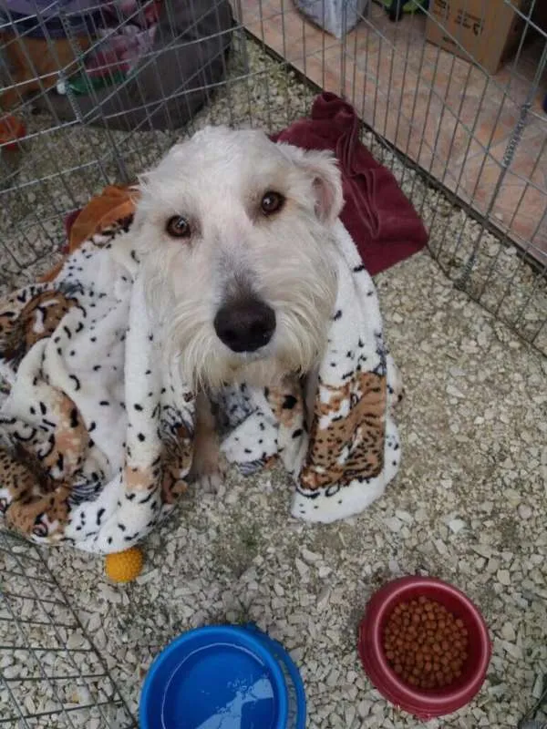 Cachorro ra a SRD idade 2 anos nome Safir